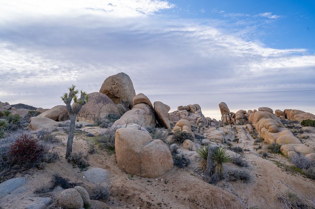 Bolder field along the Arch Rock Trail in Joshua Tree National Park.