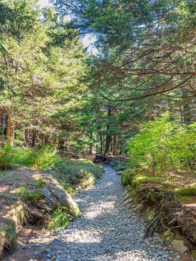 Art Loeb Trail heading through forest of balsam firs and berry bushes.