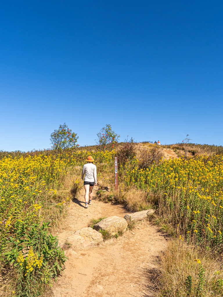 Woman walking along the Art Loeb Trail towards Black Balsam Knob with yellow wildflowers on each side of the trail.