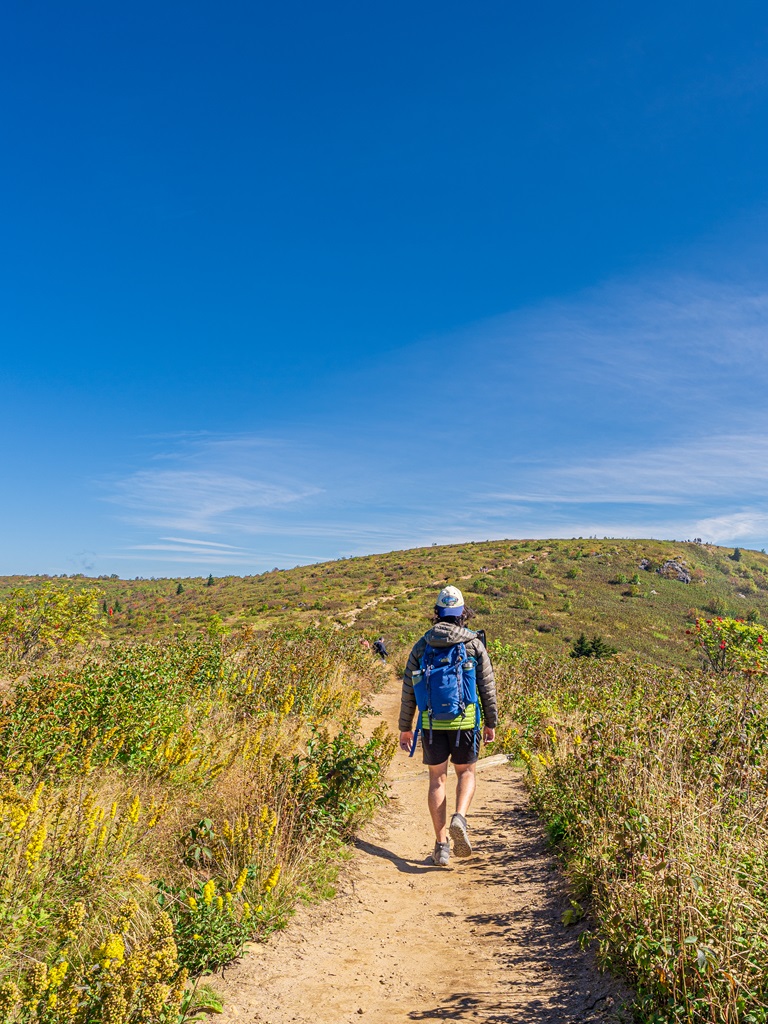 Man walking along the Art Loeb Trail towards Black Balsam Knob with yellow wildflowers and grassy meadow all around.