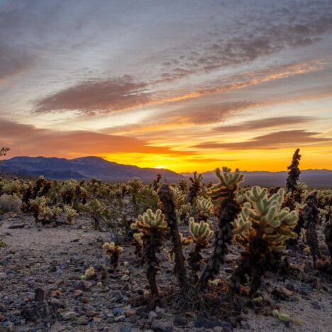 Split Rock Trail in Joshua Tree [beginner’s guide]