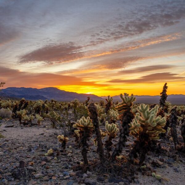 Cholla Cactus Garden in Joshua Tree: Ultimate Guide