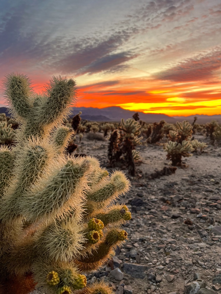 Close up view of a Teddy Bear Cholla Cactus in Joshua Tree National Park.