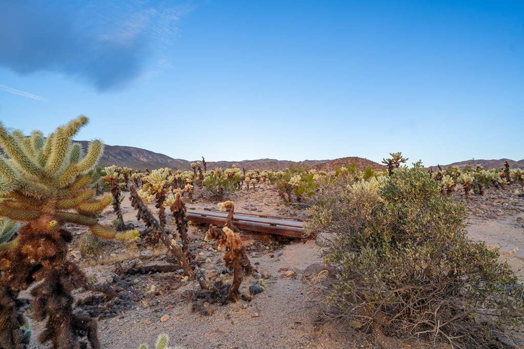 Cholla Cactus Garden Trail in Joshua Tree National Park.