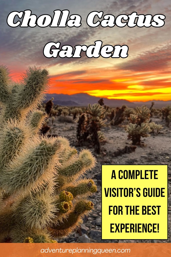 This blog post is a complete visitor's guide for the best experience when visiting Cholla Cactus Garden.