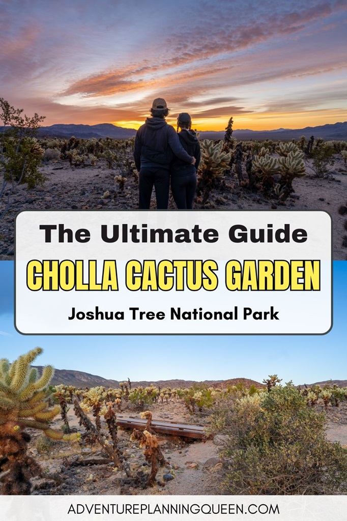 This blog post is an ultimate guide on visiting Cholla Cactus Garden in Joshua Tree National Park.