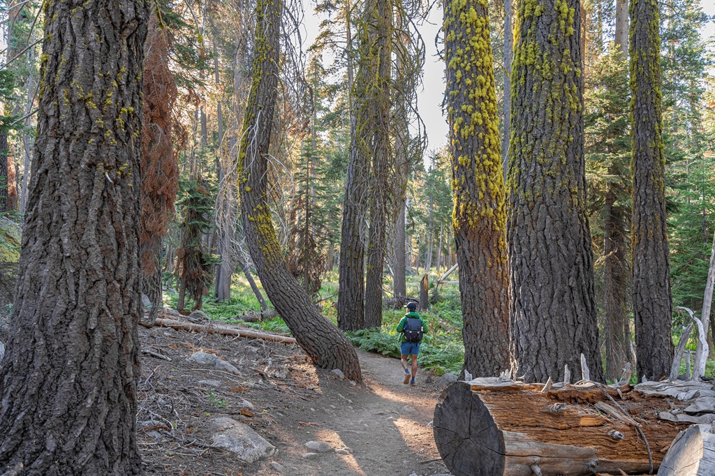 Man hiking in the forest along the Lakes Trail in Sequoia National Park.