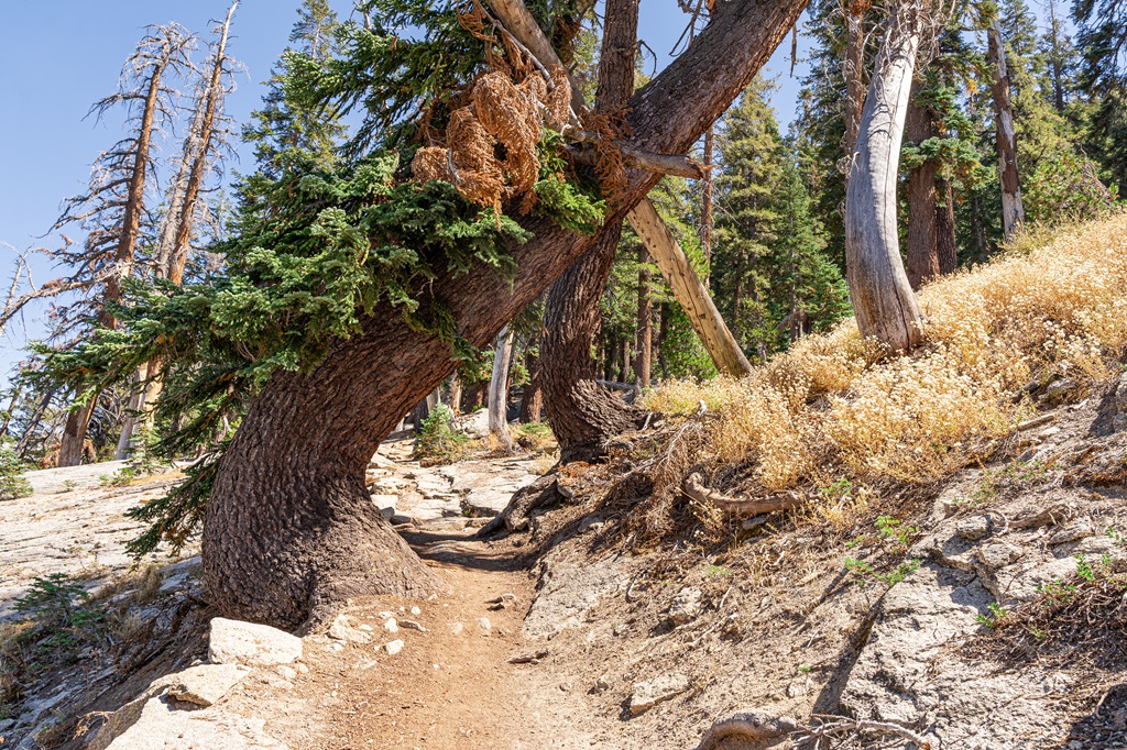 Uniquely shaped tree along the Watchtower Trail in Sequoia National Park.