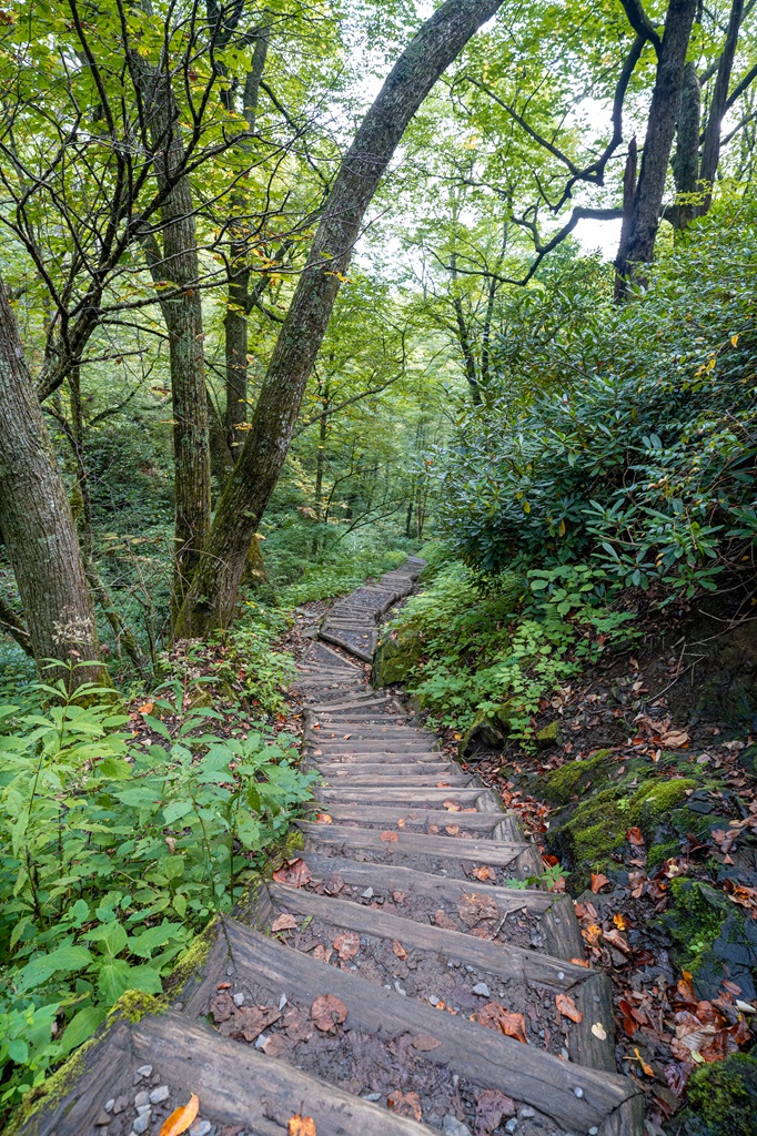 A long series of steps along the Chimney Tops Trail in the Great Smoky Mountains National Park.