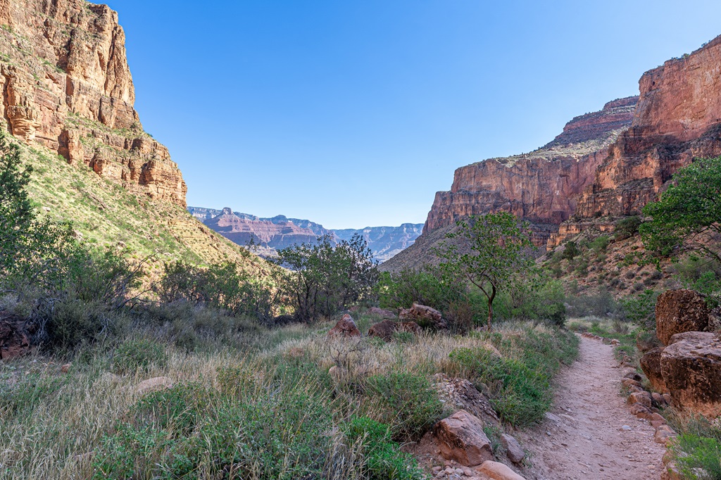 Vegetation lower in the Grand Canyon.