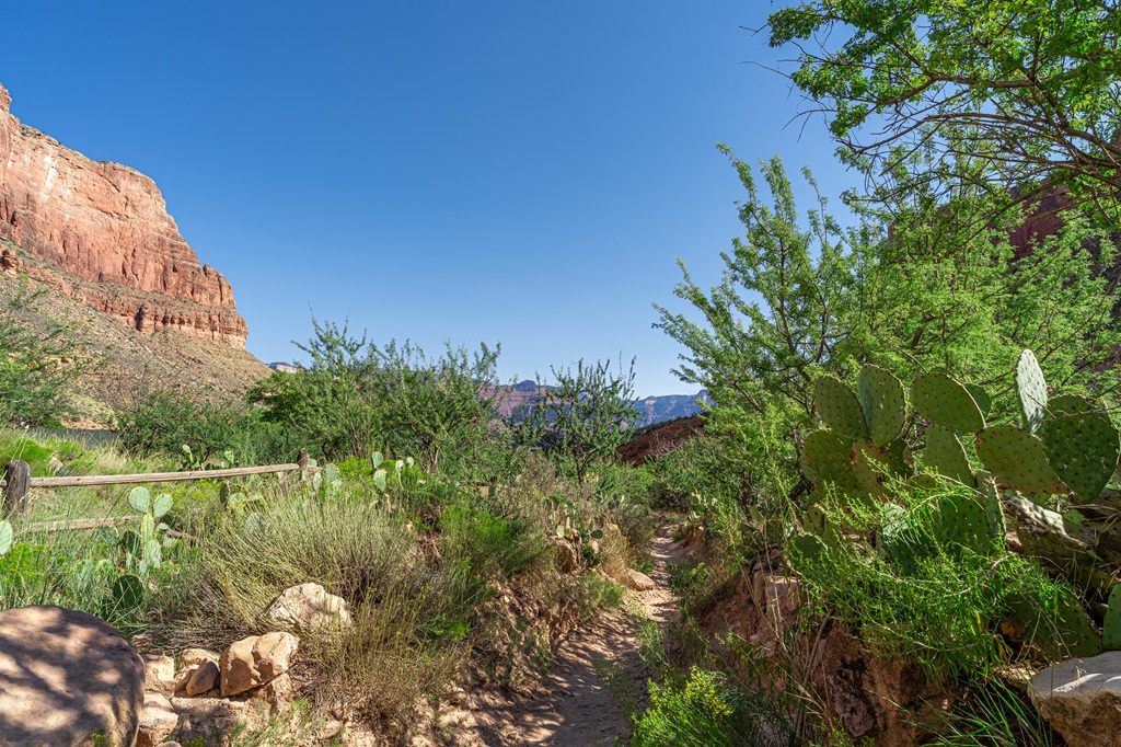 Lots of plants and trees along the Bright Angel Trail near Havasupai Gardens.