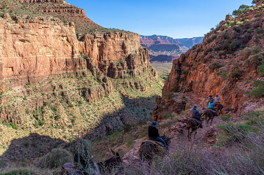 Mules walking along the Bright Angel Trail.