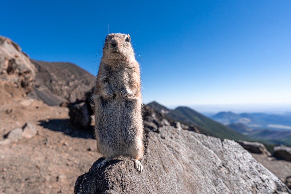 Prairie dog begging for food at the saddle near Humphreys Peak.