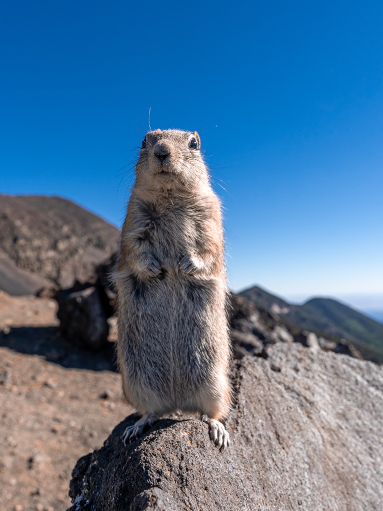 Prairie dog begging for food at the saddle near Humphreys Peak.