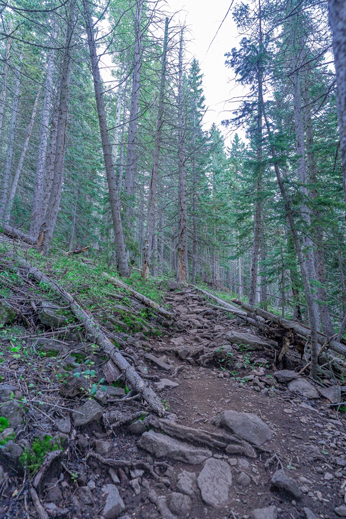 Humphreys Trail heading through a thick forest.