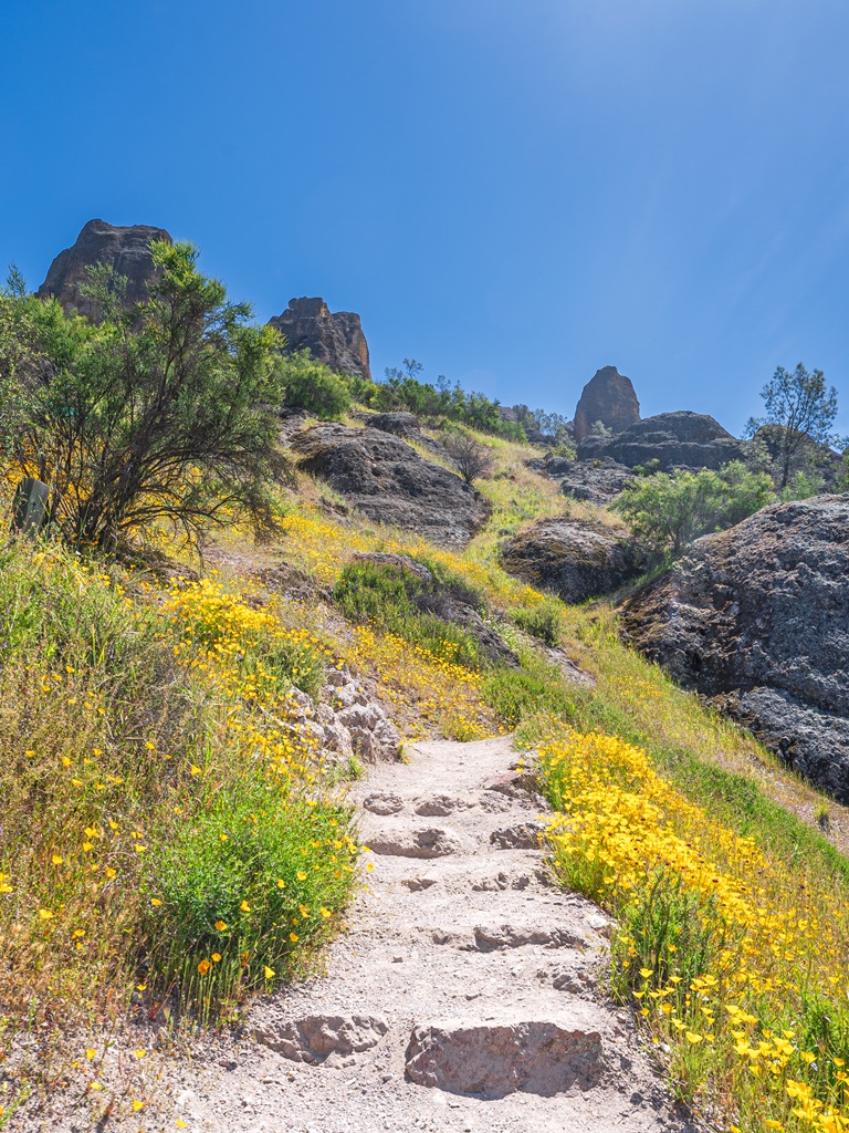 Wildflowers along the Juniper Canyon Trail in Pinnacles National Park.