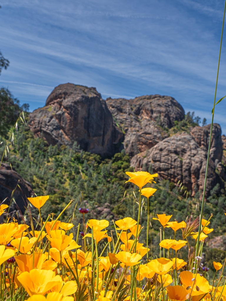 Wildflowers along the Juniper Canyon Trail in Pinnacles National Park.