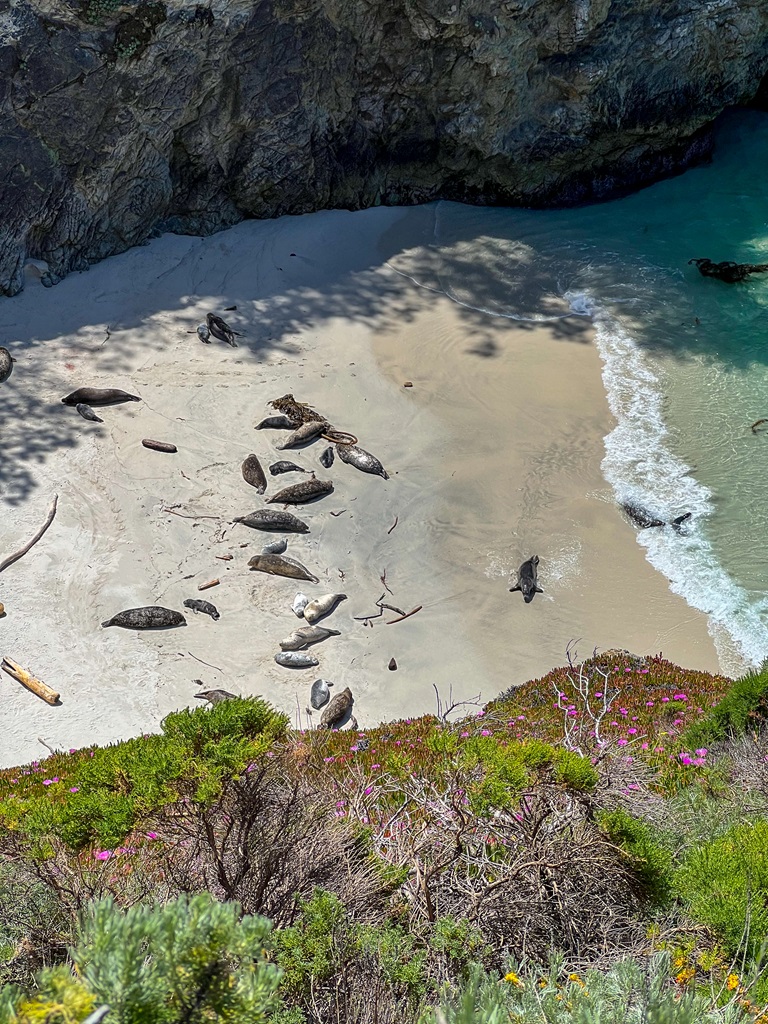 Harbor Seals relaxing on the beach in China Cove.