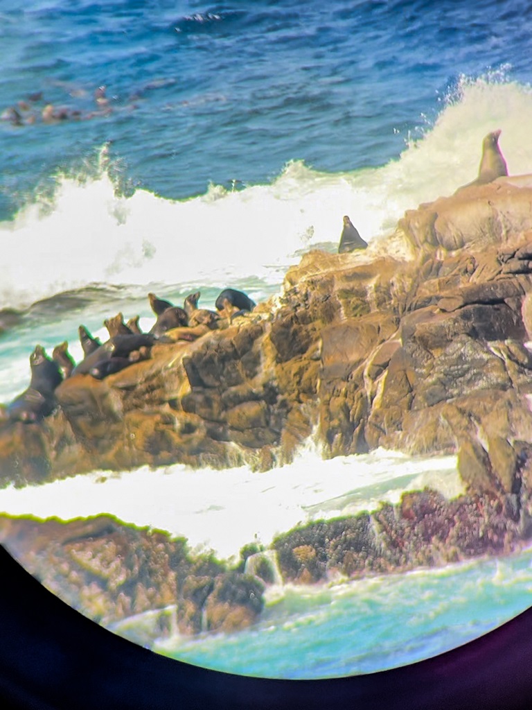 Closeup look of Sea Lions on Sea Lion Rocks through a telescope.