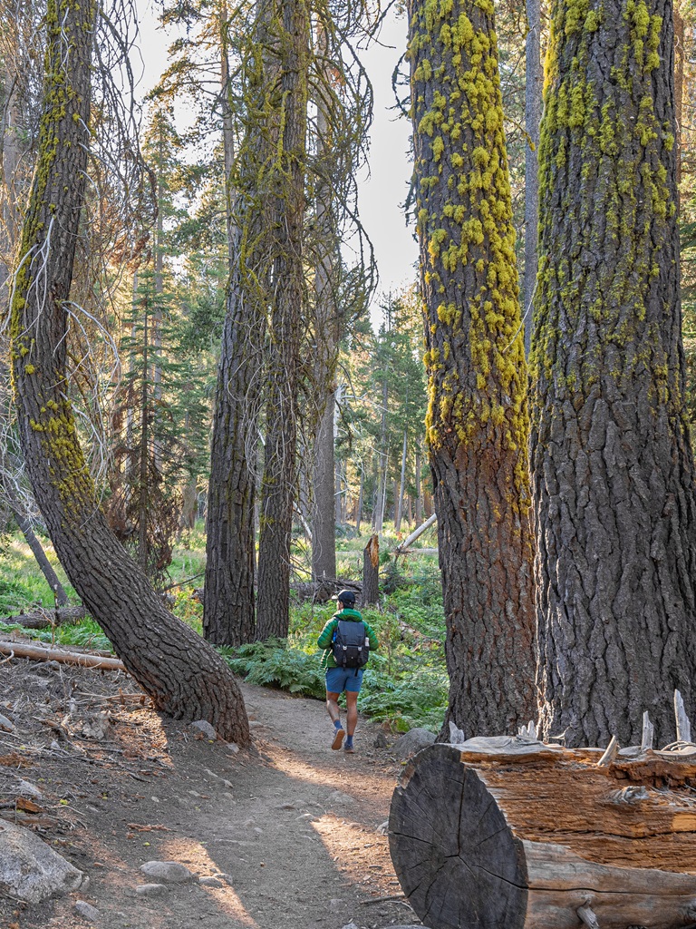 Man hiking in the forest along the Lakes Trail in Sequoia National Park.