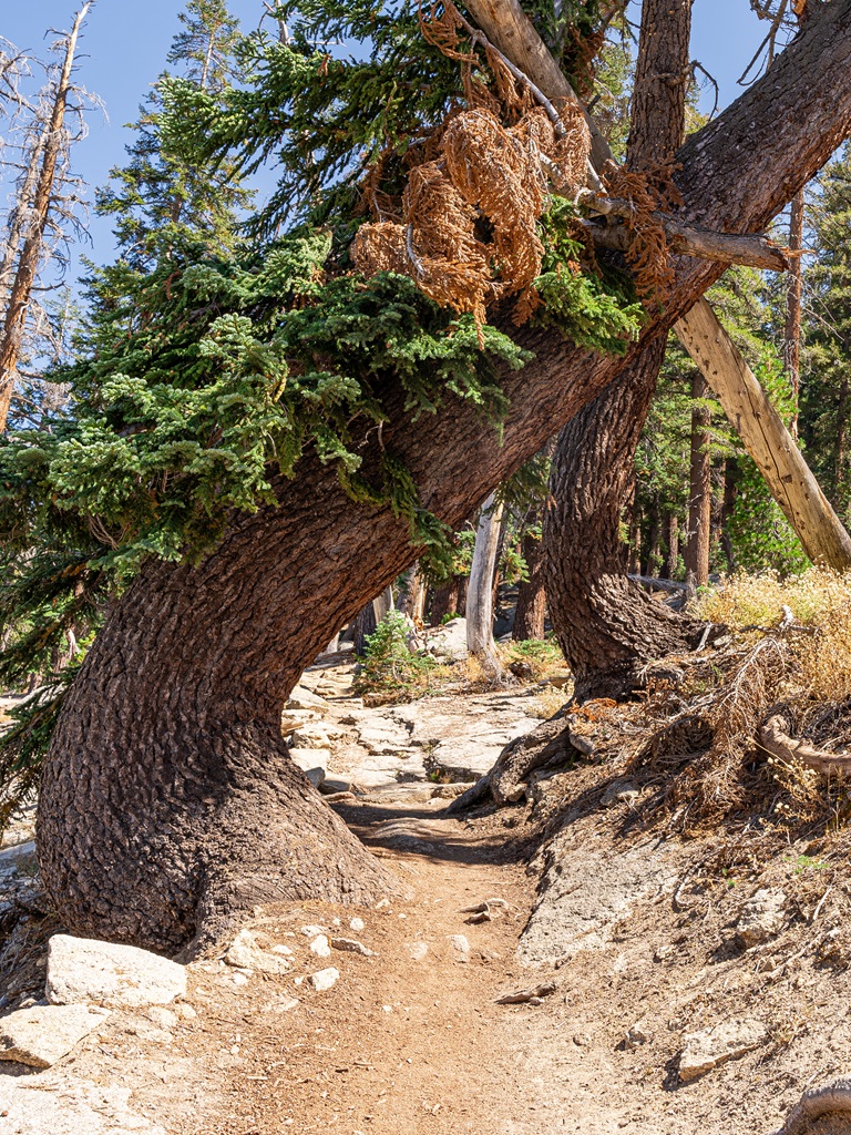 Uniquely shaped tree along the Watchtower Trail in Sequoia National Park.