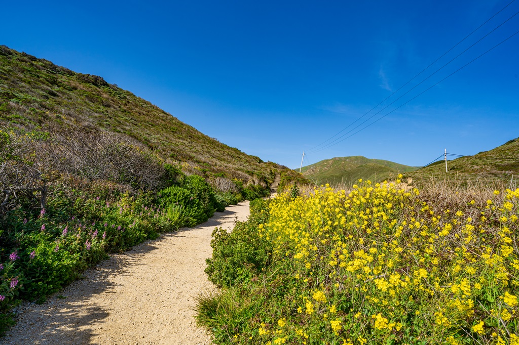 Wildflowers along the Soberanes Point and Whale Peak Trail in Garrapata State Park.