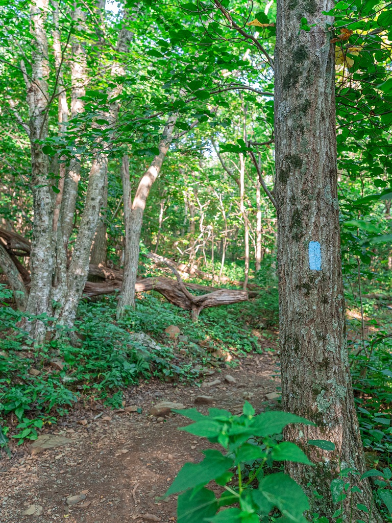 Hawksbill Summit Shenandoah (guide + trail maps)