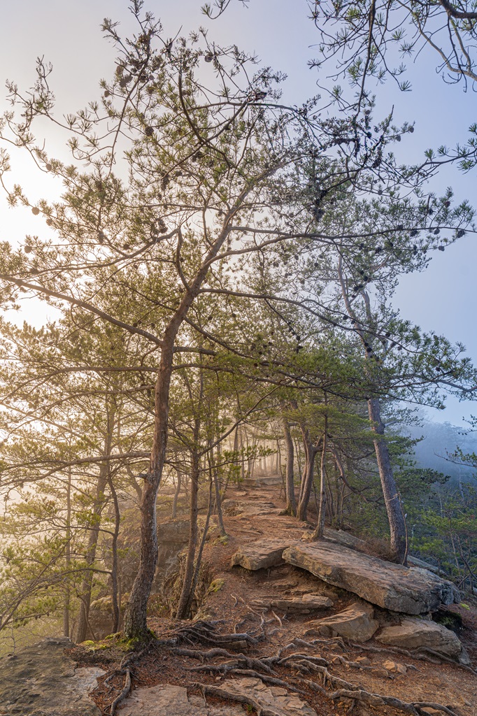 Ridge along the Long Point Trail during sunrise with foggy conditions.