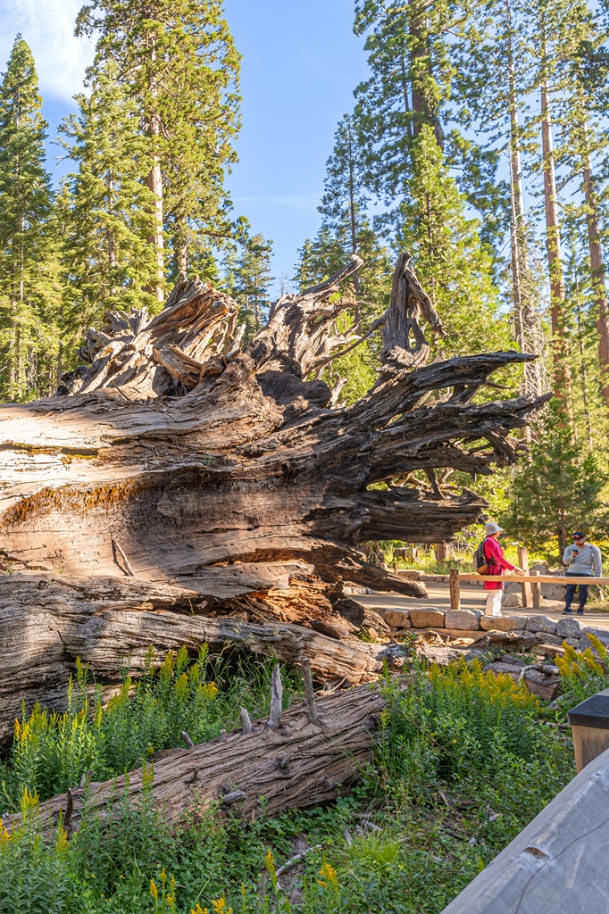 The Fallen Monarch in Mariposa Grove.