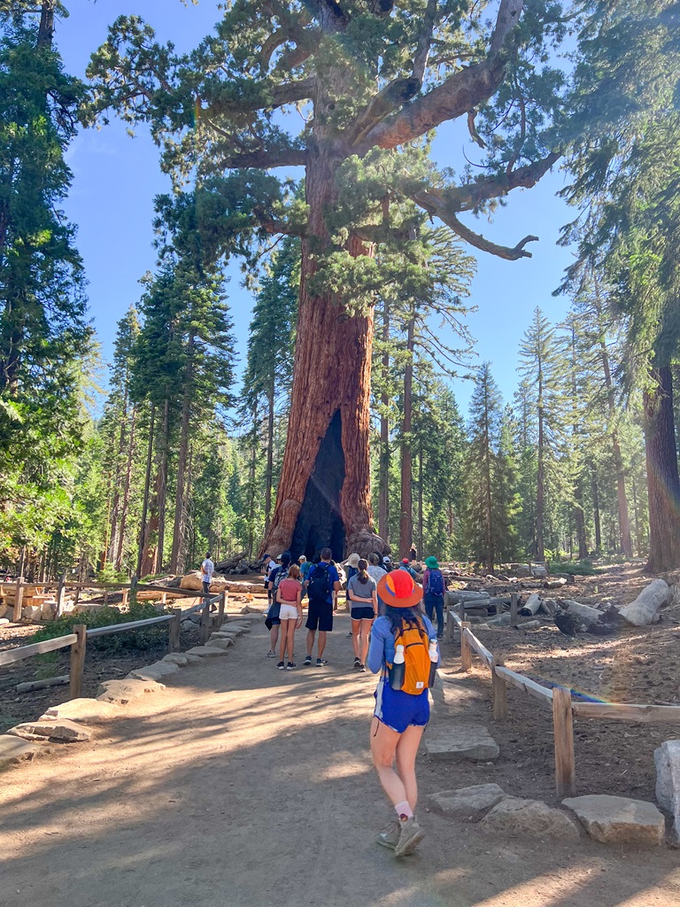 Woman walking towards the Grizzly Giant in Mariposa Grove.