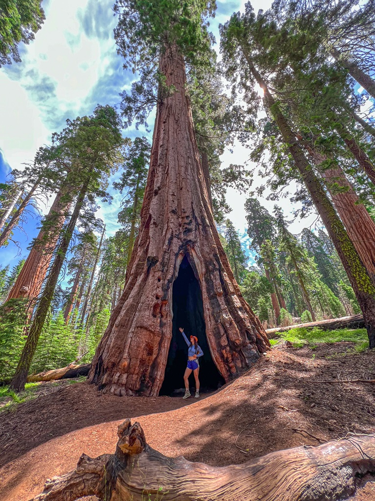 Woman standing in front of a giant sequoia tree in Yosemite National Park.