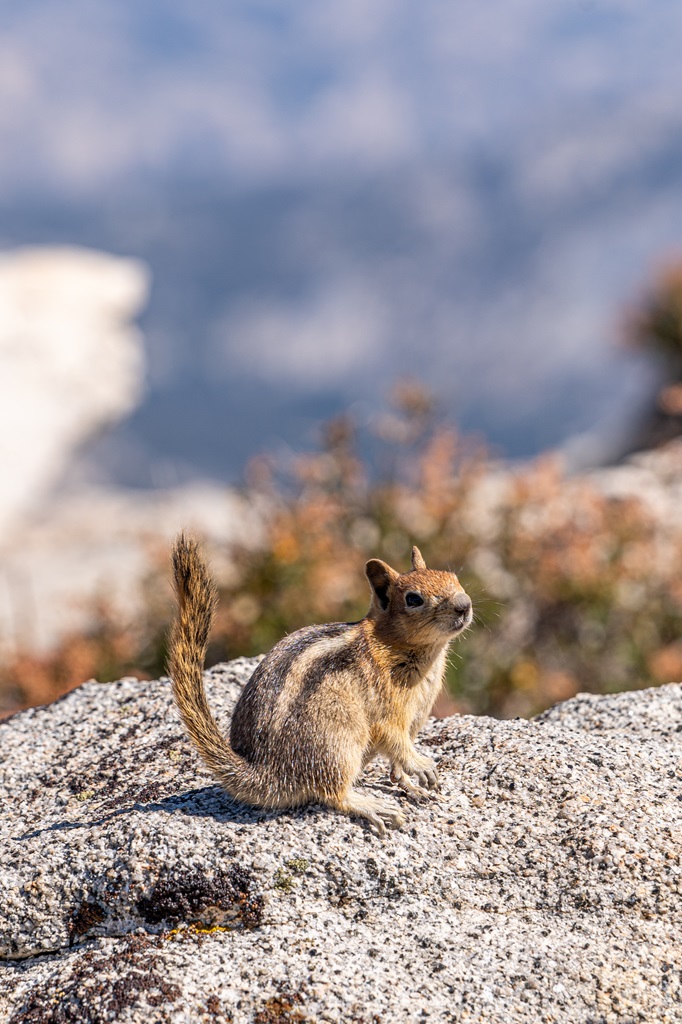 Chipmunk on top of Clouds Rest.