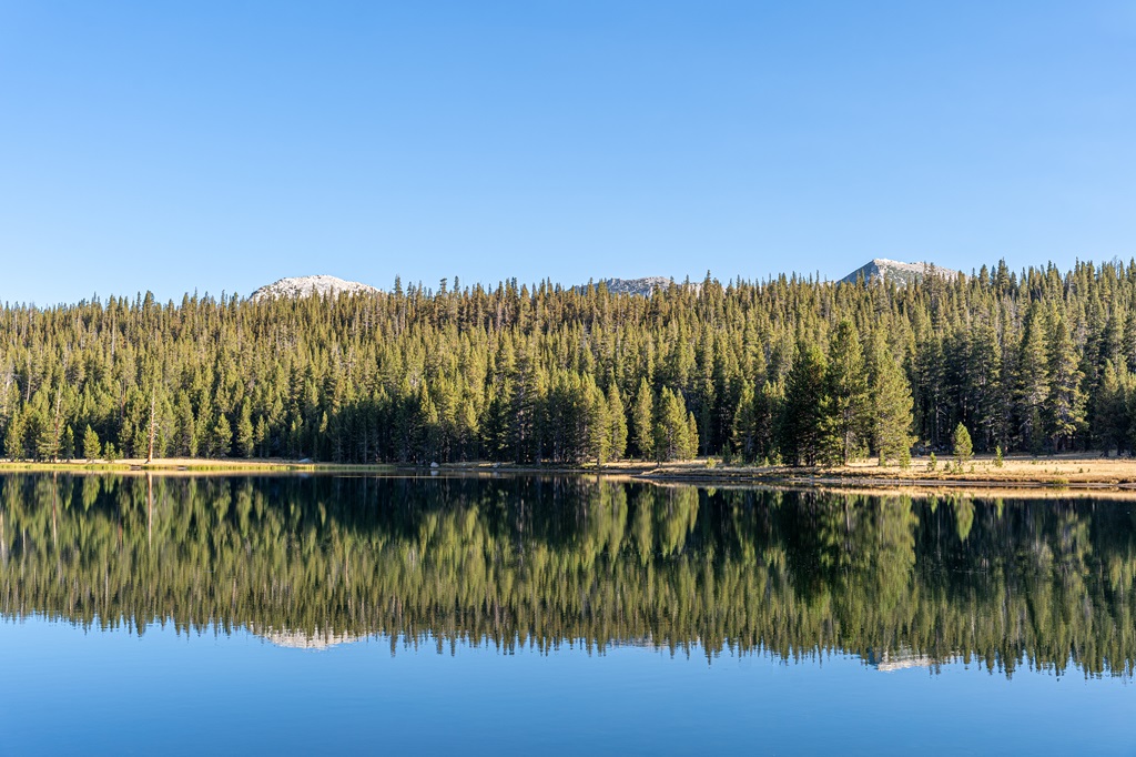 View of Dog Lake in Yosemite with reflections of the trees and peaks on the lake.