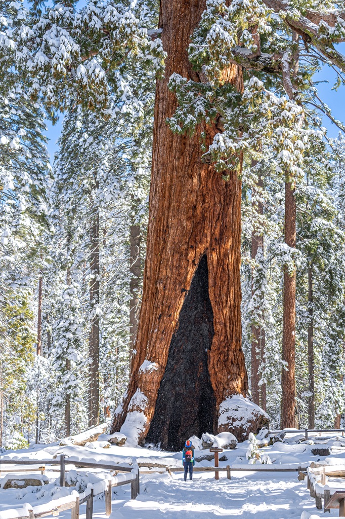 Woman standing in front of the Grizzly Giant in Mariposa Grove in winter with snow covering the ground and trees.