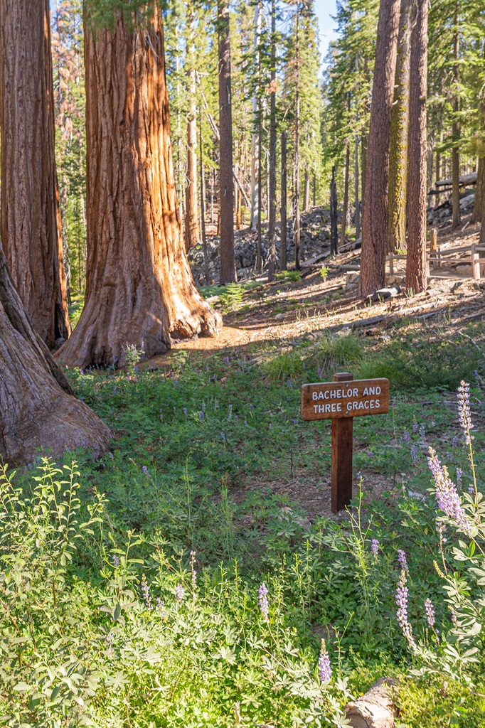 Sign reading "Bachelor and Three Graces" with a glimpse of a group of three sequoia trees in Yosemite.