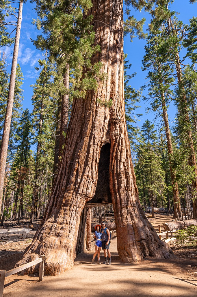 Man and woman standing in front of the California Tunnel Tree in Mariposa Grove.