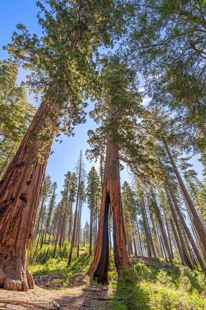 Clothespin Tree in Mariposa Grove.