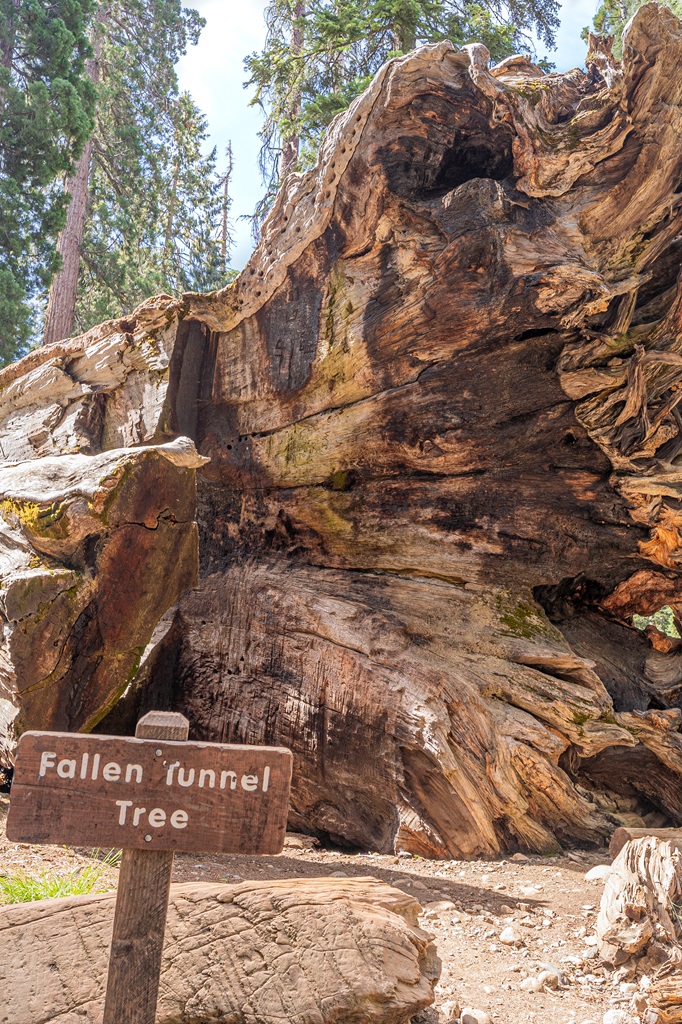 Wawona Tunnel Tree, also known as Fallen Tunnel Tree, located in Mariposa Grove.