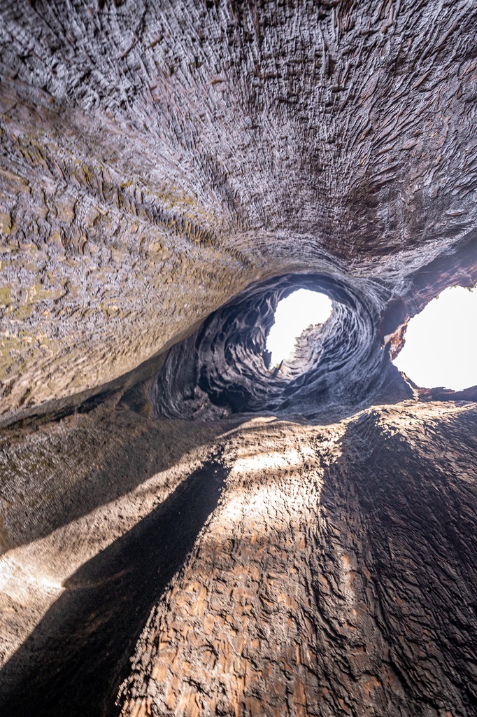 View from inside the Telescope Tree looking up at the sky in Mariposa Grove.