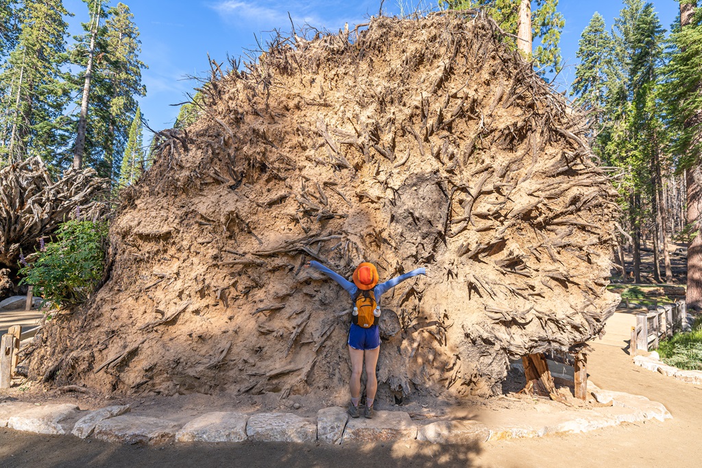 Woman standing in front of a fallen sequoia tree displaying its shallow root system.