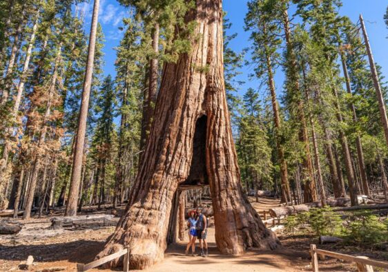 Sequoia Trees in Yosemite.