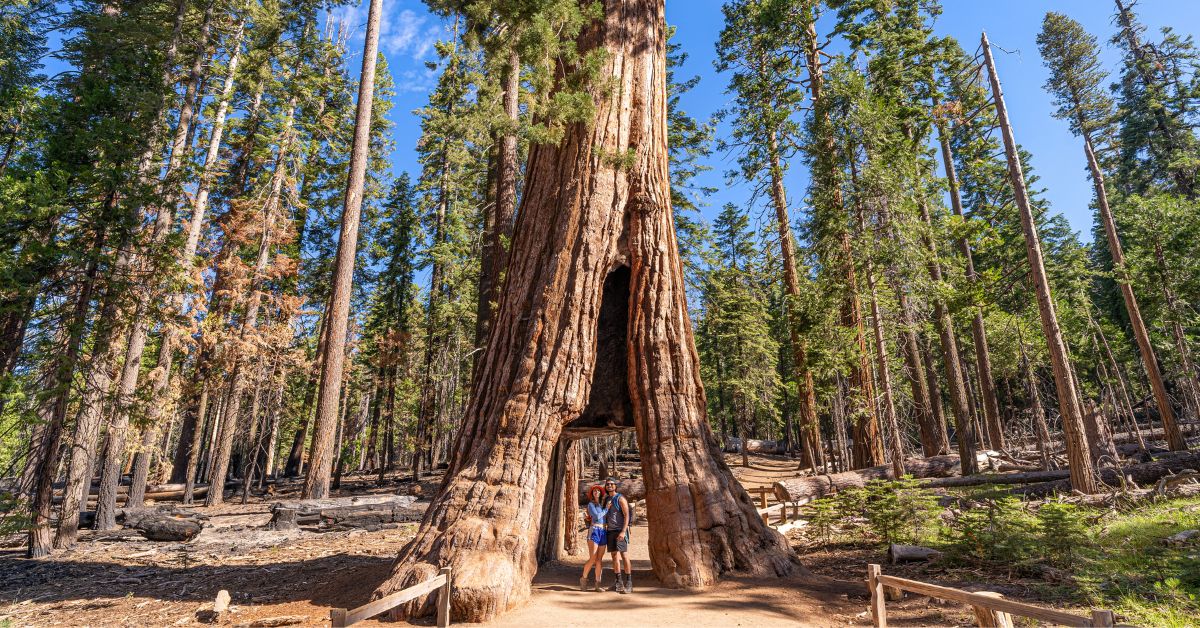 Sequoia Trees in Yosemite.