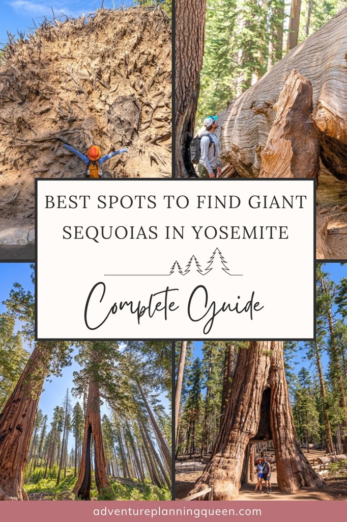 Best Spots To Find Giant Sequoia Trees In Yosemite