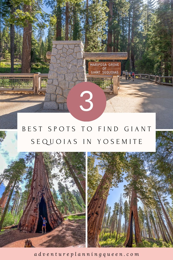 This blog post is about the three best spots to find giant sequoia trees in Yosemite National Park.