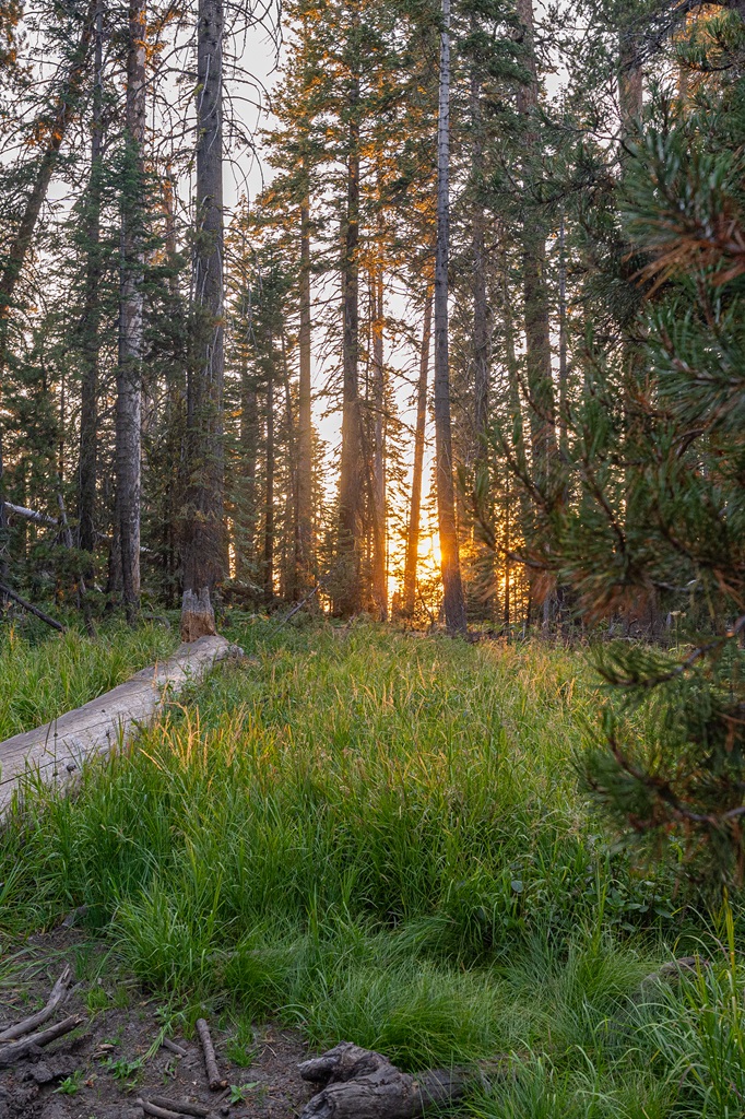 The sun shining through the trees in the evening as the sun sets along the trail towards Taft Point.