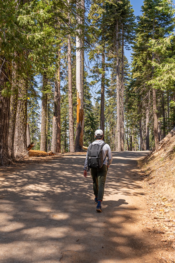 Man walking along the Tuolumne Grove Trail in Yosemite National Park.