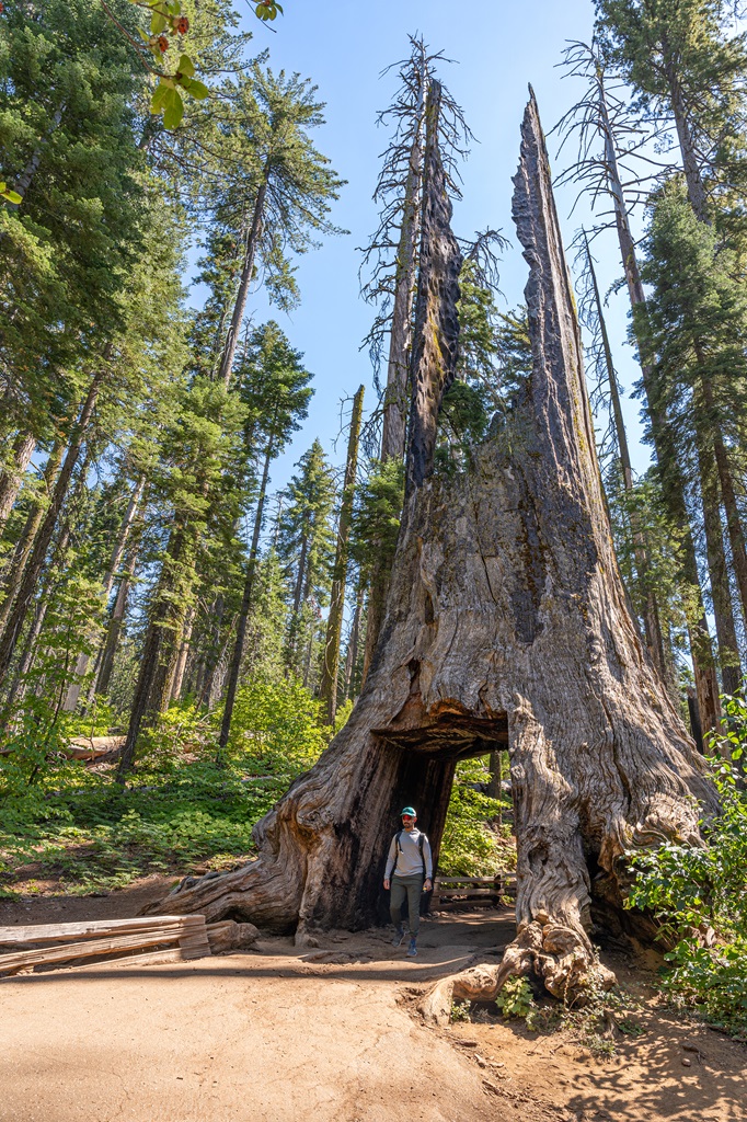 Man walking through the Dead Giant Tunnel Tree in Tuolumne Grove in Yosemite.