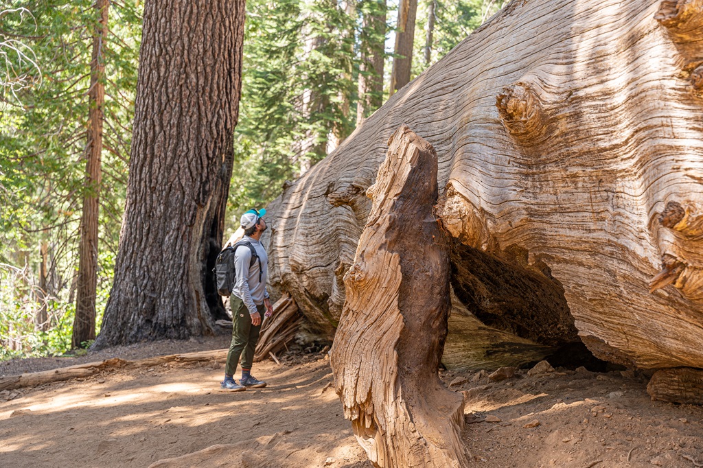 Man standing next to a fallen giant sequoia in Tuolumne Grove in Yosemite.