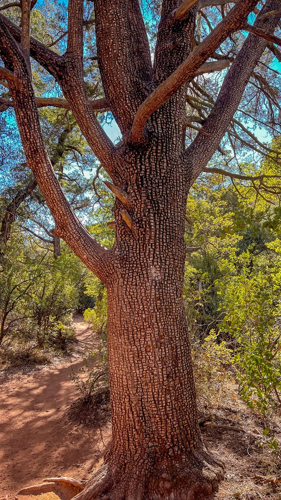 Alligator Juniper Tree standing beside a trail in Sedona and looks similar to the one on Boynton Canyon Trail which marks the turnoff for the Subway Cave.