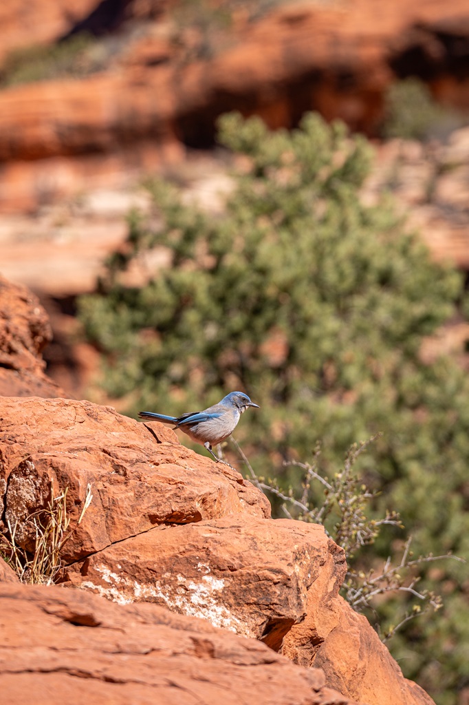 Blue bird standing on a rock along the Fay Canyon Trail in Sedona.